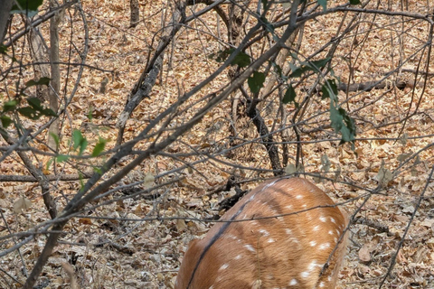 Victoria Falls: Family-Friendly Guided Walking Tour