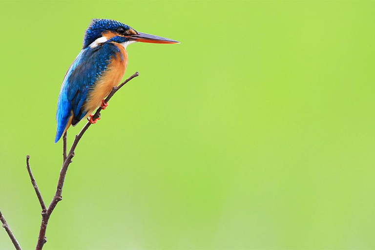 Birdwatching Walk in Thalangama Wetland from Colombo