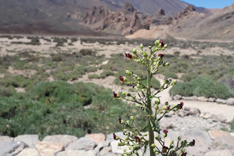 Tenerife: Teide, Icod, Garachico, and Masca Full-Day Tour