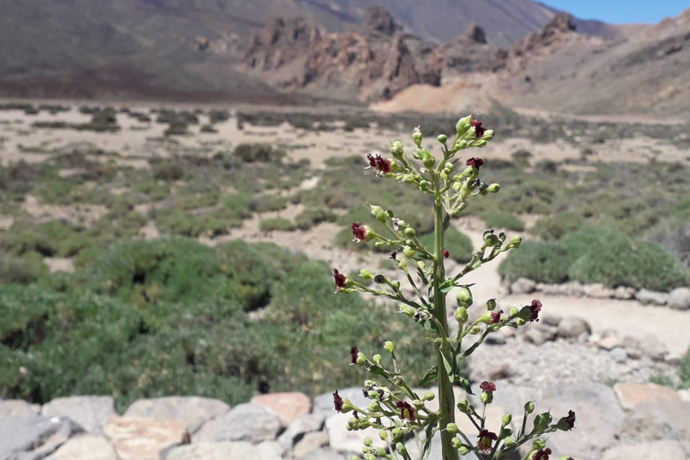 Tenerife: Teide, Icod, Garachico, and Masca Full-Day Tour