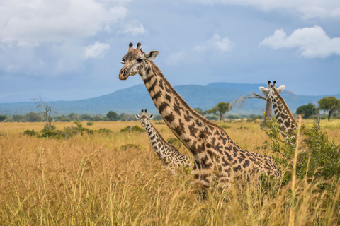 From Zanzibar: 1-Day Selous Safari with Flight & Lunch Selous Safari from Zanzibar – Without Transfer