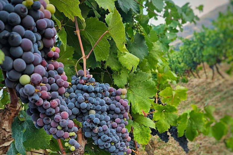 Vlore: Berat Day Trip with Wine Tasting Experience Vlore: Private Berat Day Trip with Wine Tasting Experience