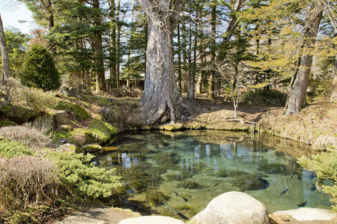 Desde Tokio: Excursión privada de un día al Monte Fuji y Hakone