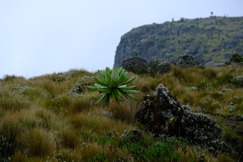 Aberdare National Park: Mount Satima Overnight Hike