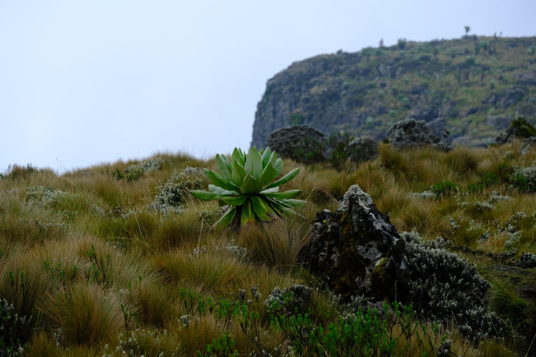 Aberdare National Park: Mount Satima Overnight Hike