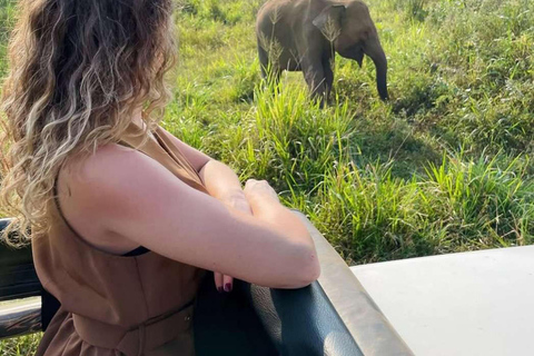 Kandy to Sigiriya Rock & Minneriya Safari Day Tour