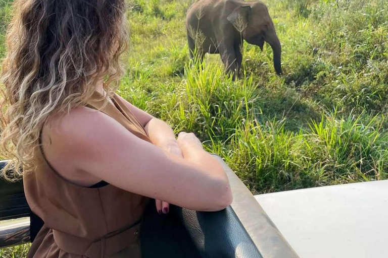 Kandy: Dambulla Cave Temple, Pidurangala, & Safari Tour