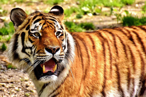 From Delhi: Golden Triangle & Ranthambore Tiger Safari Tour Private Tour without Hotels