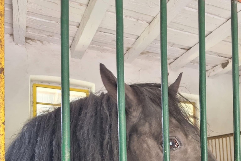 Brașov: Bear Sanctuary & Lipizzaner Horses Day Tour