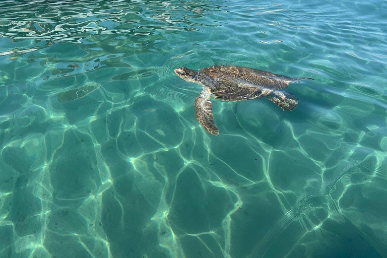 Zakynthos: Small Group Turtle Tour with Swim Stops