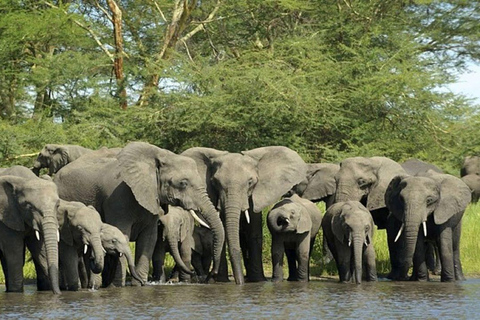 Nairobi: 3-Day epic trip to Maasai Mara Reserve with meals 3 days, 2 nights private safari to Mara in a tourist VAN