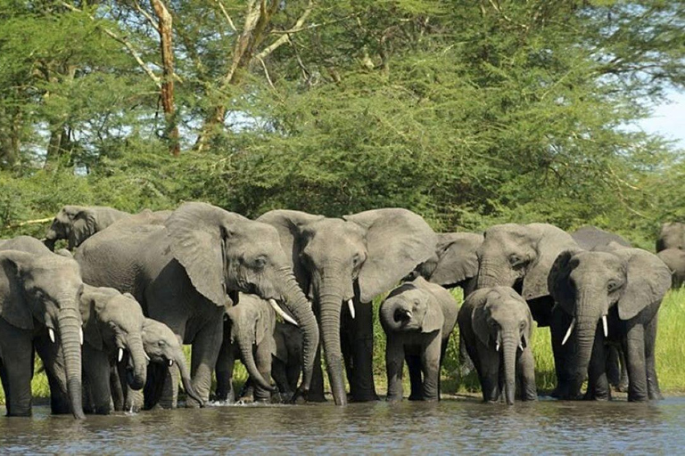 Nairobi: 3-Day epic trip to Maasai Mara Reserve with meals 3 days, 2 nights private safari to Mara in a tourist VAN