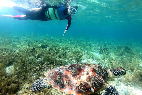 Moalboal: Avventura sul giro dell&#039;isola di Pescador con la corsa delle sardine