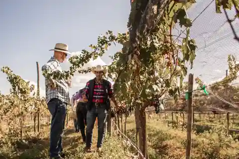Visite guidée avec dégustation à Viñedo los Arcángeles