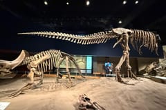 Tagestour: Royal Tyrrell Museum, Drumheller & Hoodoos