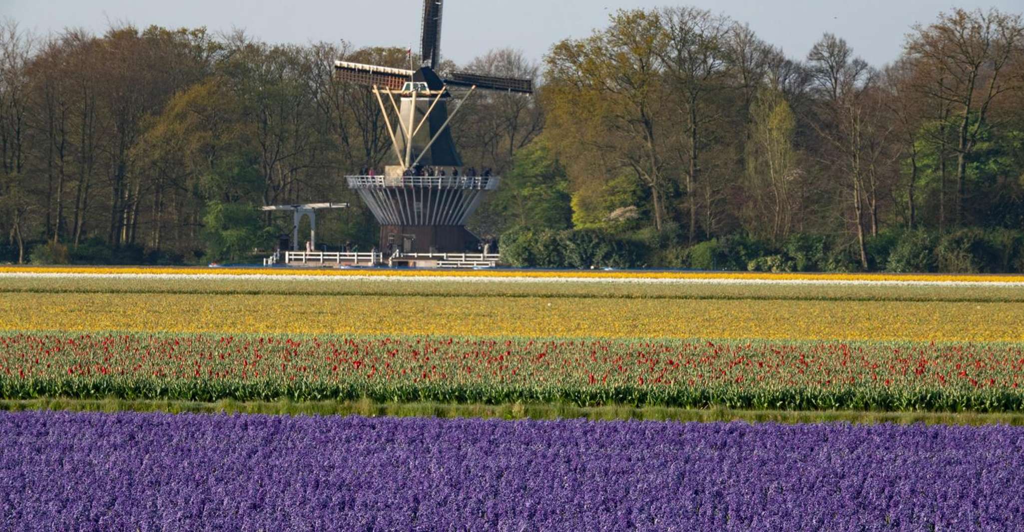 Amsterdam: Day Tour Keukenhof and Zaanse Schans Windmills photo 4