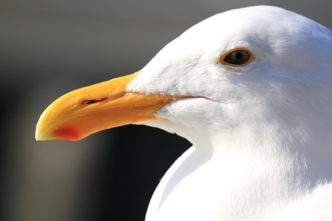 San Francisco Bay Small-Group Adventure Cruise 90 min Adventure Cruise