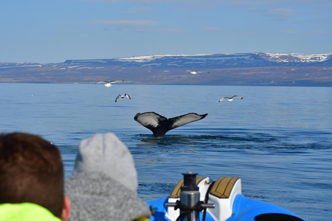 Húsavík: Original Big Whale Safari & Puffins by Speedboat