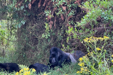 Experiencia de senderismo de 4 días por los gorilas de Ruanda y Uganda