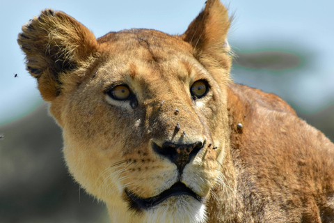 Arusha: 2-Day Tarangire & Lake Manyara Tanzania Safari Arusha: Private Day Trip to Tarangire National Park