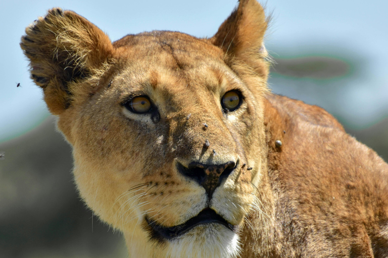Arusha: 2-Day Tarangire & Lake Manyara Tanzania Safari Arusha: Private Day Trip to Tarangire National Park
