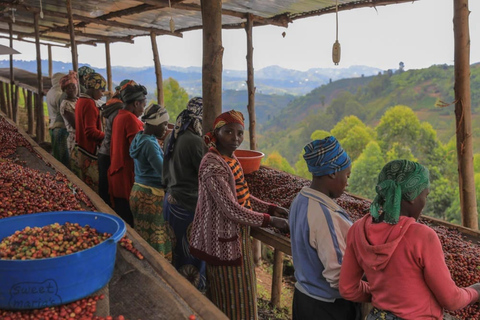 Kigali: 2-Day Kinunu Coffee Tour & Lake Kivu Exploration