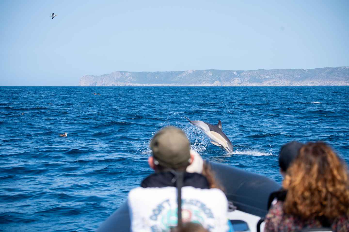Sesimbra: Arrábida Dolphin and Whale Watching with Biologist