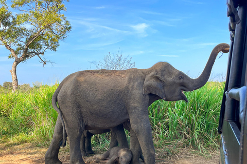 Sigiriya: Ethical Hurulu Elephant Safari With Guide Ethical Elephant Safari Without Entrance Ticket
