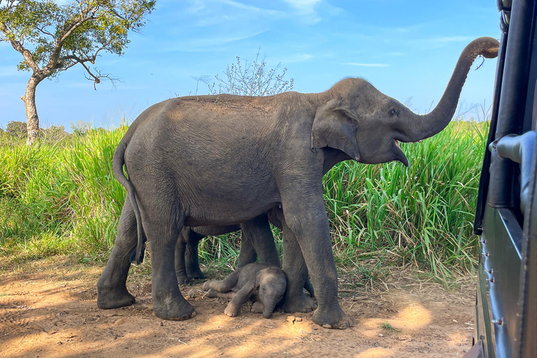 Sigiriya: Ethical Hurulu Elephant Safari With Guide Ethical Elephant Safari Without Entrance Ticket
