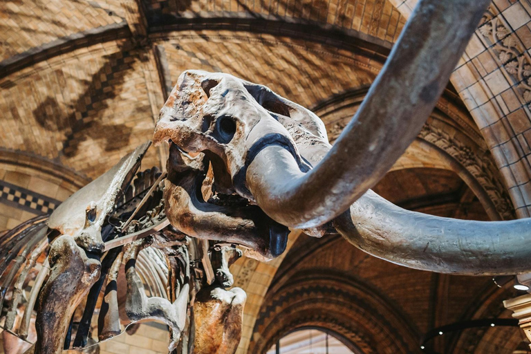 London: Natural History Museum Express Tour & Audio App