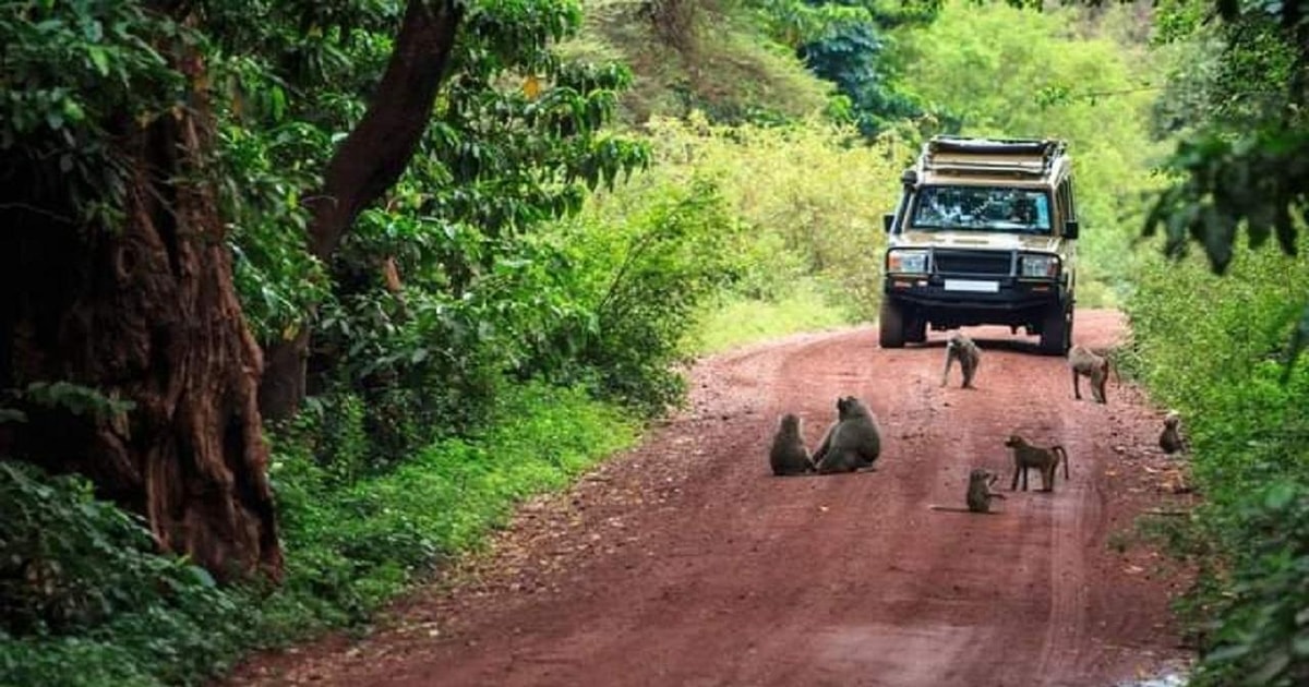 Safari di 2 giorni al Parco Nazionale del Tarangire e al Ngorongoro