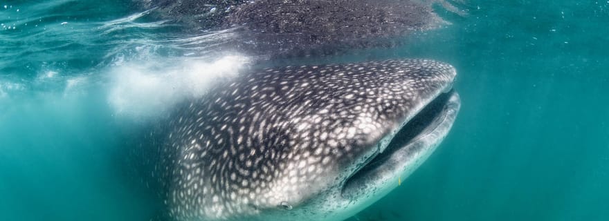 Nagez avec les requins-baleines à La Paz