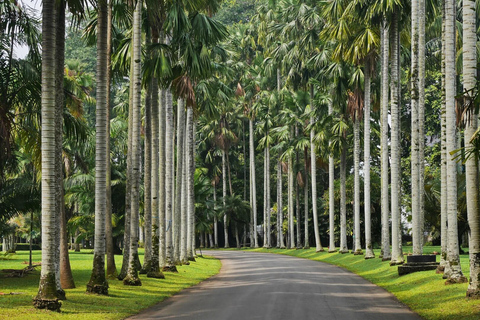 DE BANDUNG : PLANTATION DE THÉ/JARDIN BOTANIQUE/JAKARTA