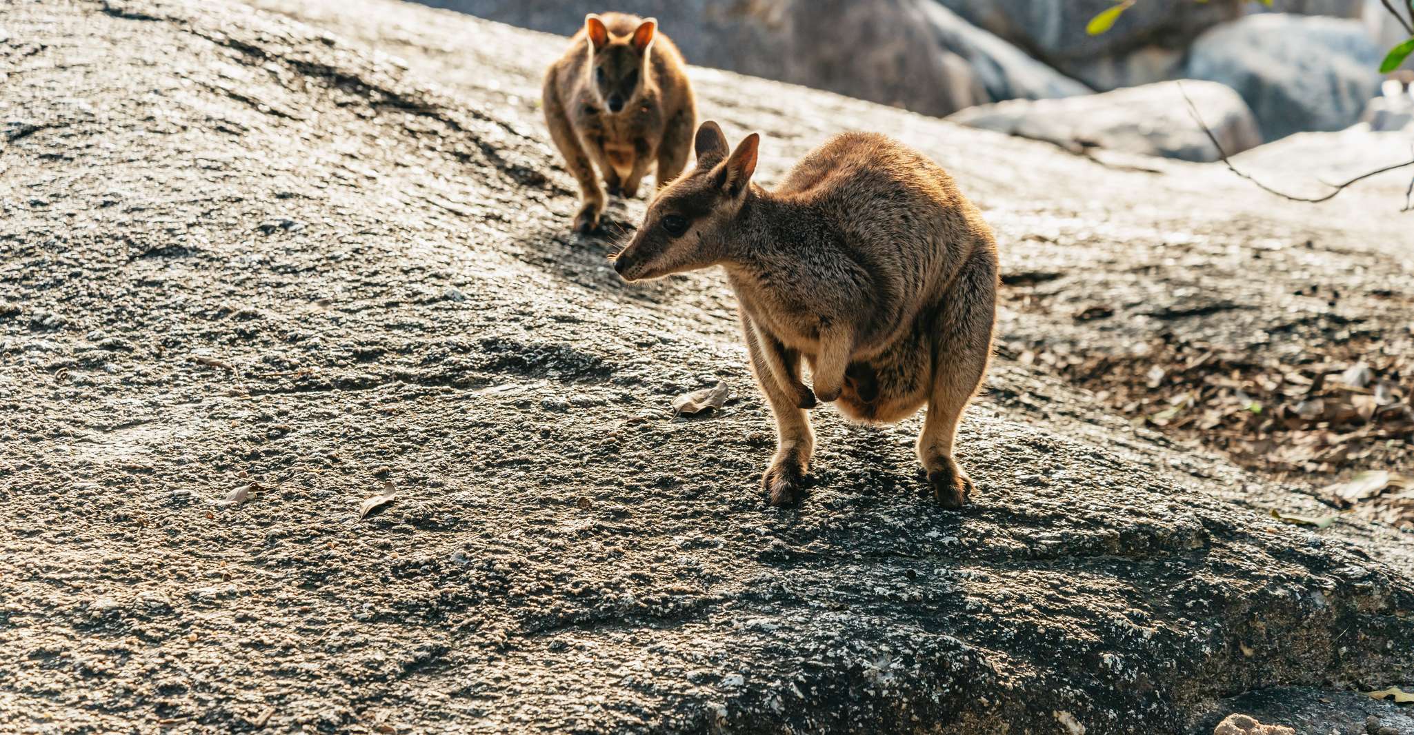 Excursión de día completo a las cuevas de Chillagoe y el Outback de Cairns - Hizvo
