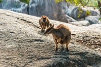 Chillagoe Caves und Outback von Cairns Ganztagestour - Hizvo