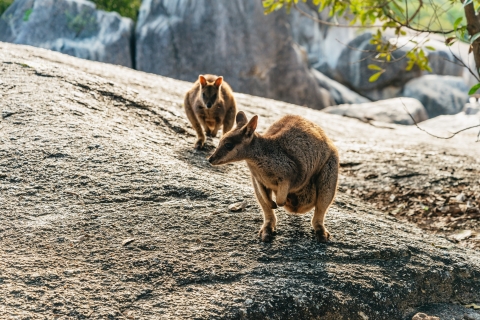 Chillagoe-Höhlen und Outback: Tagestour ab CairnsÖffentliche Tour