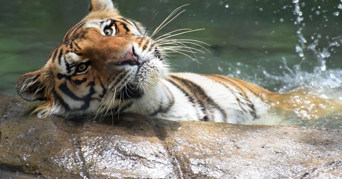 Rio de Janeiro: BioParque Guided Tour with Transfer | GetYourGuide