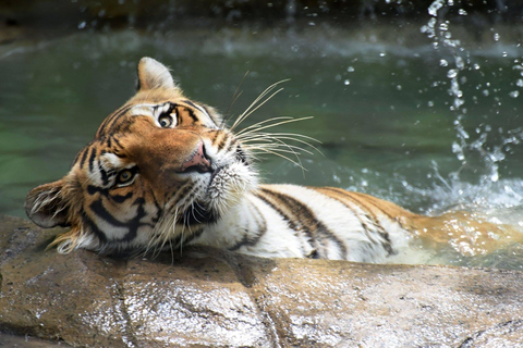 Rio de Janeiro: BioParque Guidad tur med transfer