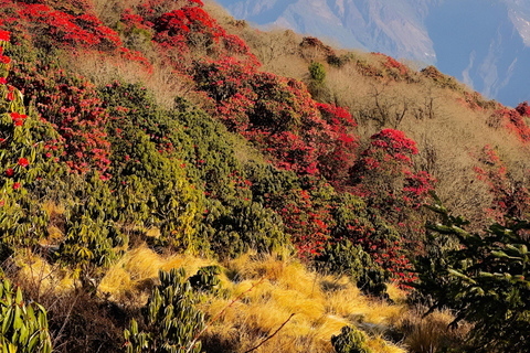 Pokhara: Hidden Paradise 3-Day Trek to Mohare Hill