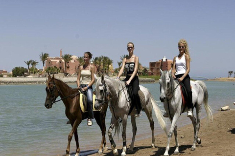 Hurghada : Two Hours Sun & Sea Horse Riding With Transfers Hurghada : Two Hours Sun& Sea Horse Riding With Transfers