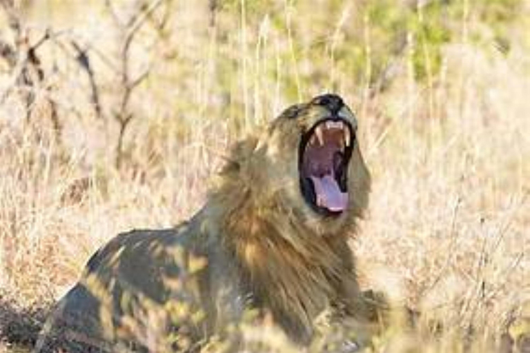 Pilanesberg Big Five Safari from Johannesburg with Open Jeep