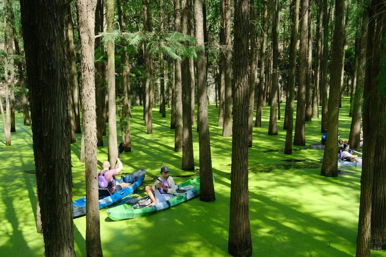 Hangzhou: Qingshan Lake(Matcha Lake) Water Forest Experience