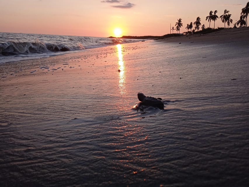 A single turtle hatchling crossing wet sand towards the surf, with the sun low on the horizon and palms in silhouette