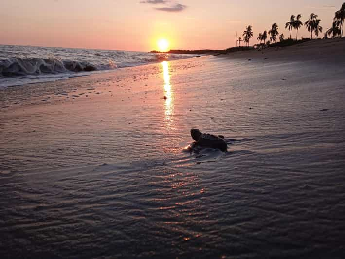 Puerto Vallarta: Baby Turtle Release in Conservation Area | GetYourGuide