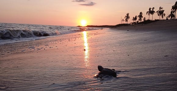 Puerto Vallarta: Baby Turtle Release in Conservation Area
