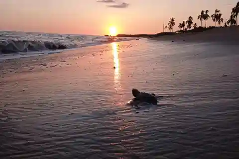 Puerto Vallarta: Baby Turtle Release in Conservation Area