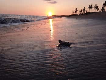 Puerto Vallarta: Baby Turtle Release in Conservation Area