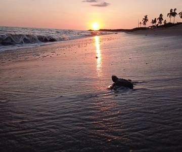 Puerto Vallarta: Baby Turtle Release in Conservation Area