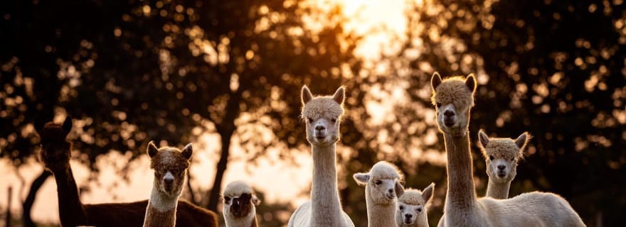Visitez un élevage d'alpagas et créez un petit objet en laine près de Lyon