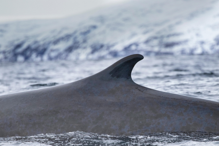 Tromsø: Orca and Whale Watching Heated Boat Trip Tromsø: Orca and Whale Watching comfort heated boat Trip